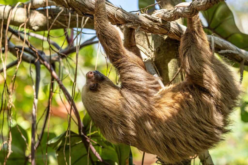 Adorabile primo piano di un bradipo a due dita (Choloepus hoffmanni) nel suo habitat naturale in Costa Rica. Conosciuto per i suoi movimenti lenti, l'espressione gentile e la pelliccia ispida.