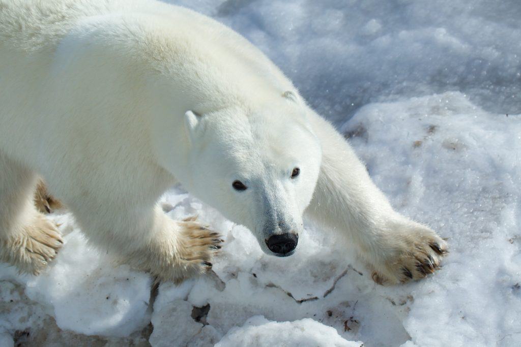 L'orso polare dello zoo di Memphis ama il clima invernale del Tennessee