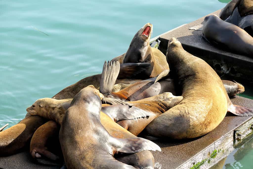 Leoni marini della California che riposano sui bacini galleggianti nella baia di Newport, Oregon.
