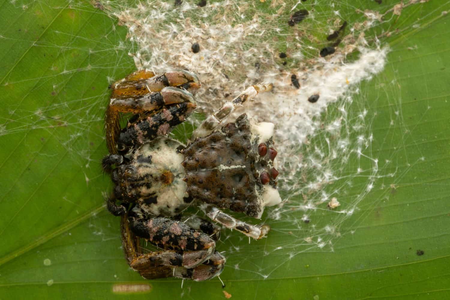 Bella immagine macro del ragno granchio dello sterco di uccello sulla foglia verde