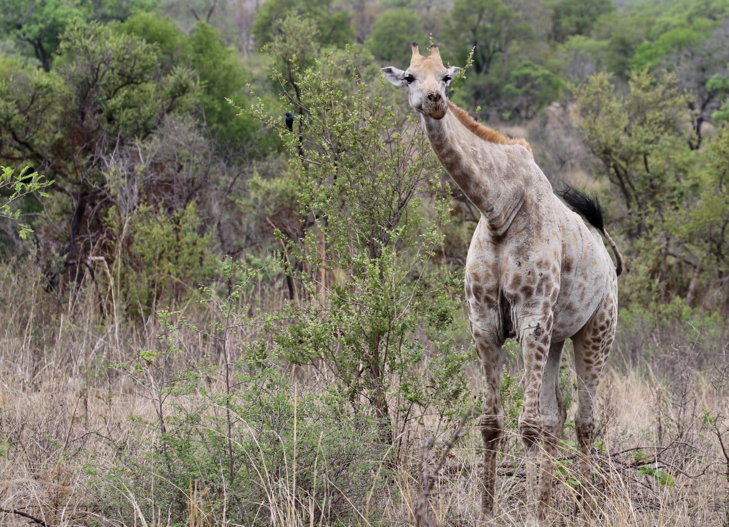 Giraffa pallida insolita - immagine