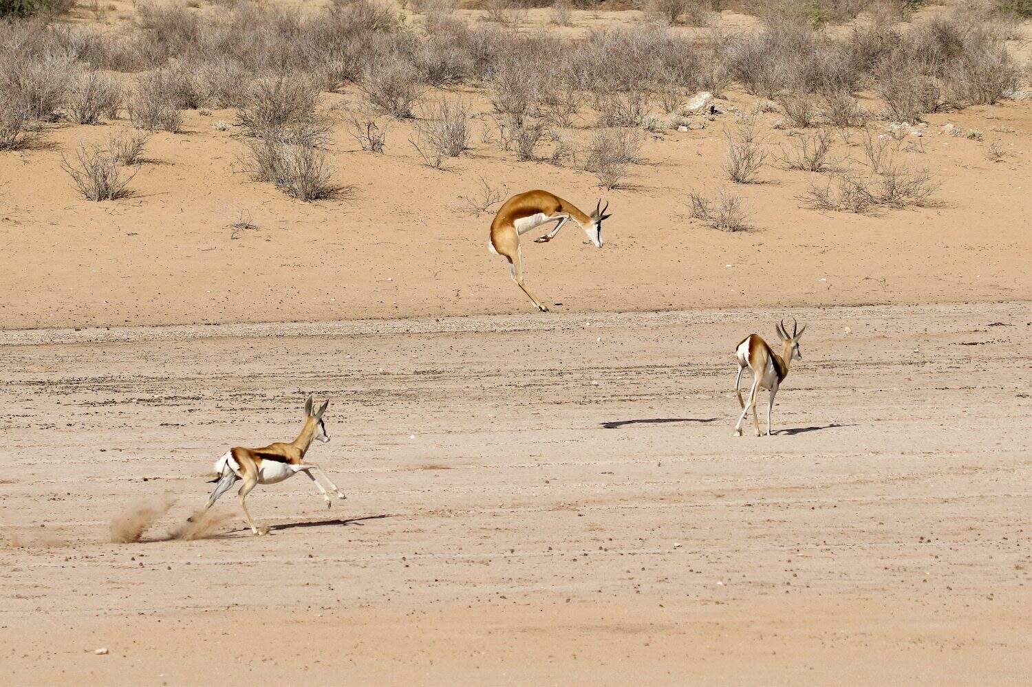 Kgalagadi: Springbok - Antodorcas marsupialis, che corre e fa la familiare azione di stotting (pronking) per la quale sono conosciuti.