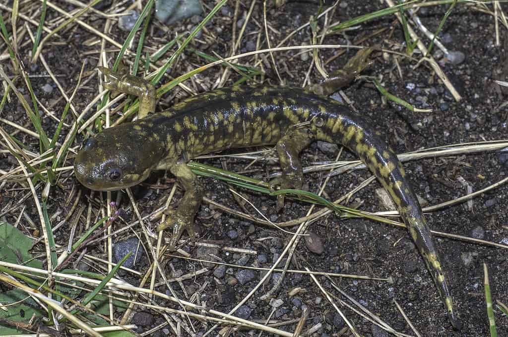 La salamandra tigre barrata o salamandra tigre occidentale (Ambystoma mavortium) è una specie di salamandra talpa trovata nel Parco nazionale di Yellowstone, nel Wyoming.