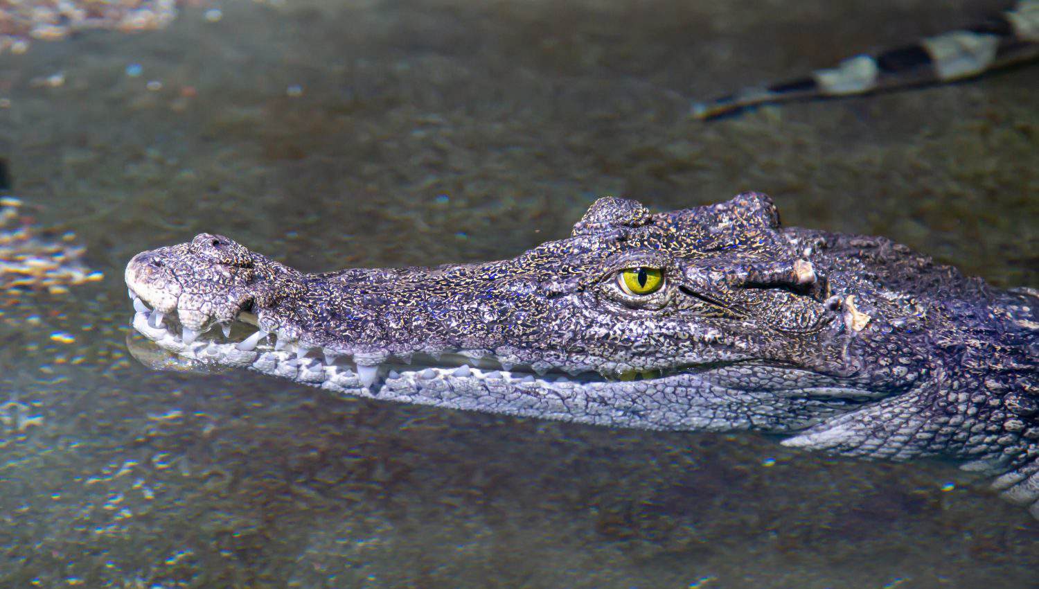 La testa del coccodrillo siamese (lat. Crocodylus siamensis) sulla superficie dell'acqua sullo sfondo del fondo. Vita marina, pesci esotici, zone subtropicali.