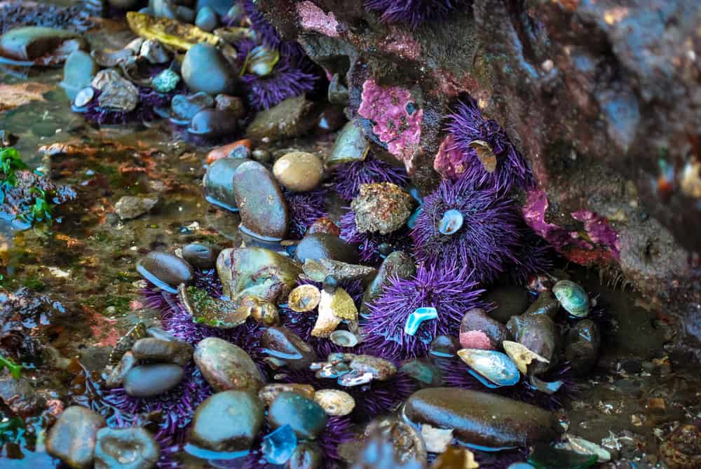 Le pozze di marea dell'Olympic Coast National Marine Sanctuary pullulano di vita.
