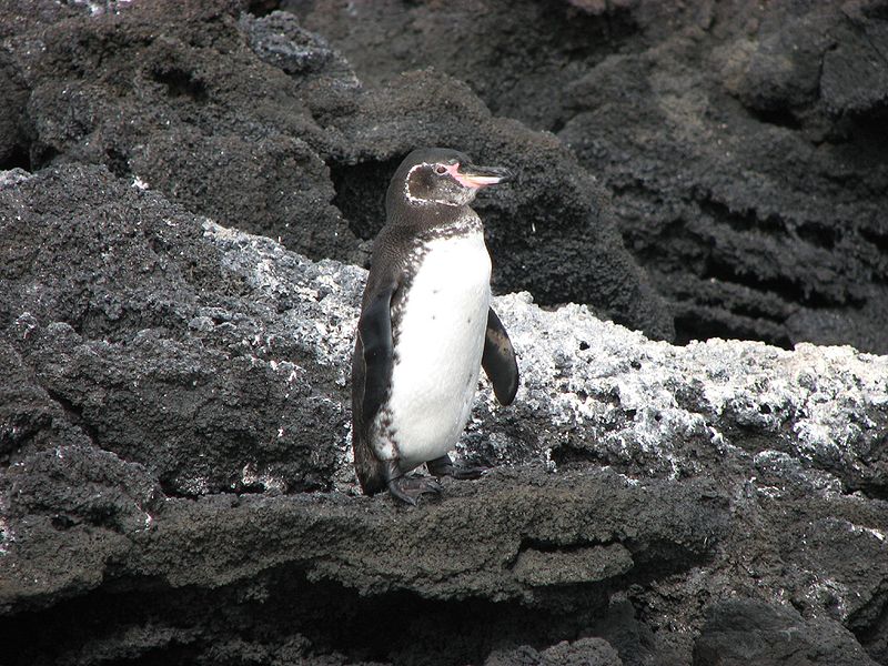 Pinguino delle Galapagos sulle rocce