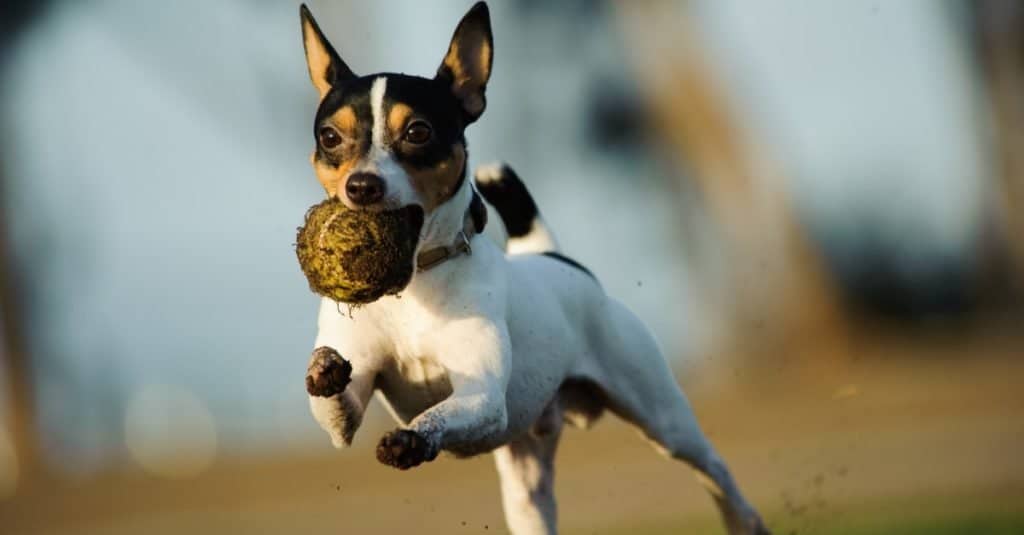 Toy Fox Terrier in esecuzione con una pallina da tennis sporca