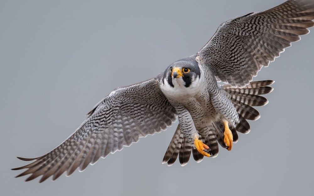 Un falco pellegrino con le ali spiegate in volo