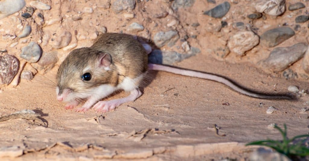 Il topo canguro di Merriam (Dipodomys merriami) con grandi zampe posteriori per saltare.  Trovato in un bacino sabbioso fuori Mesquite.