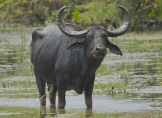 Bufalo d'acqua
