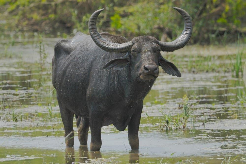 Bufalo d'acqua selvatico nel Parco nazionale di Yala West, Sri Lanka