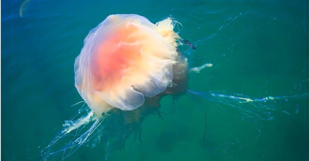 Bella medusa Lion's Mane nell'Oceano Atlantico.