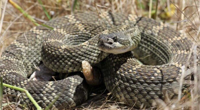 rattlesnakes in california