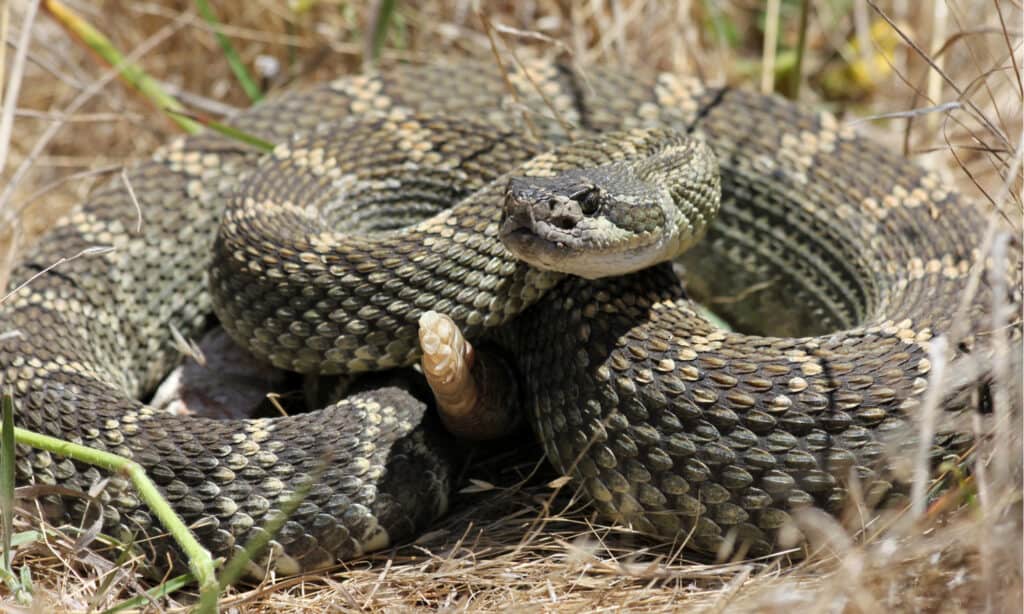 Serpenti a sonagli in Oregon