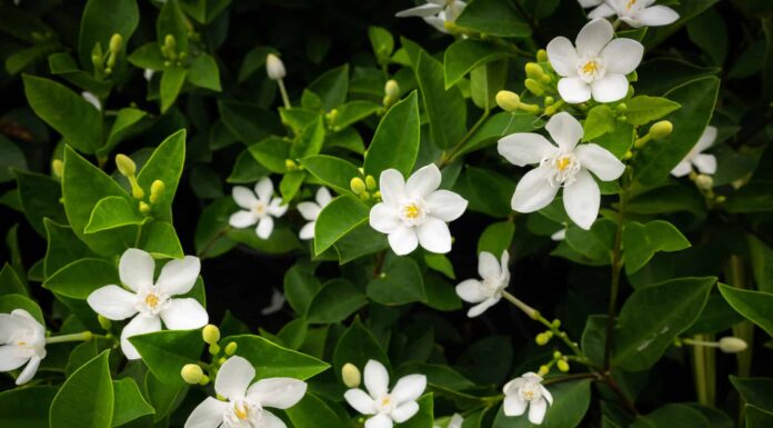 Gardenia vs Jasmine: quali sono le differenze?
