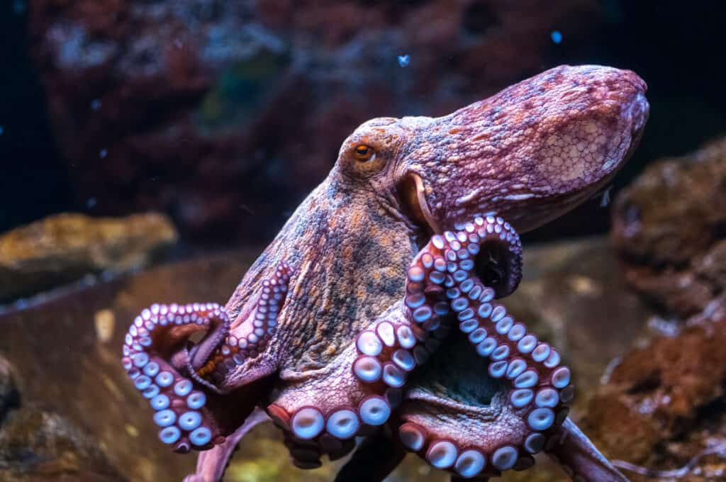 Un polipo rosa con ventose bianche, cornice centrale, nel suo habitat oceanico.