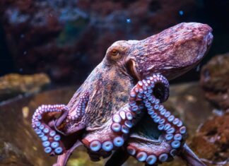 Octopi vs Octopus: la risposta definitiva al plurale Octopus
