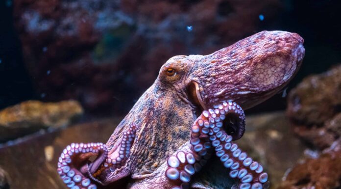 Octopi vs Octopus: la risposta definitiva al plurale Octopus
