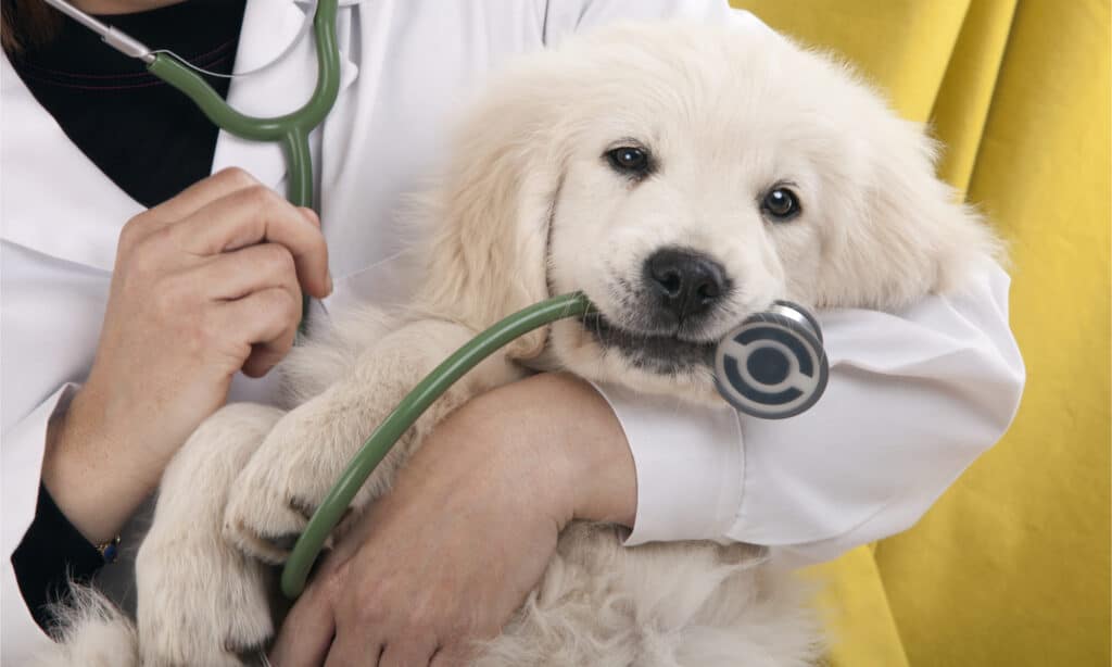 cucciolo di golden retriever che gioca con uno stetoscopio veterinario