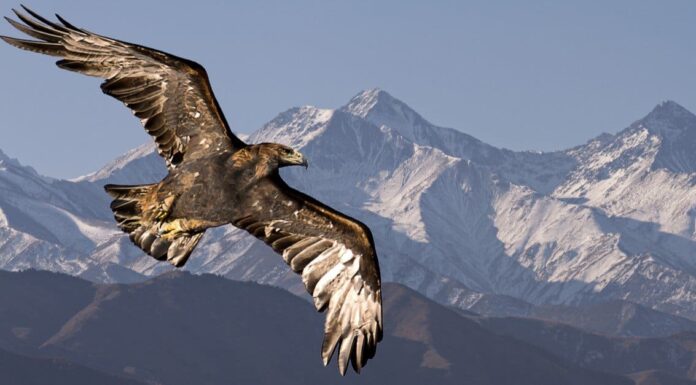 Animals in Armenia