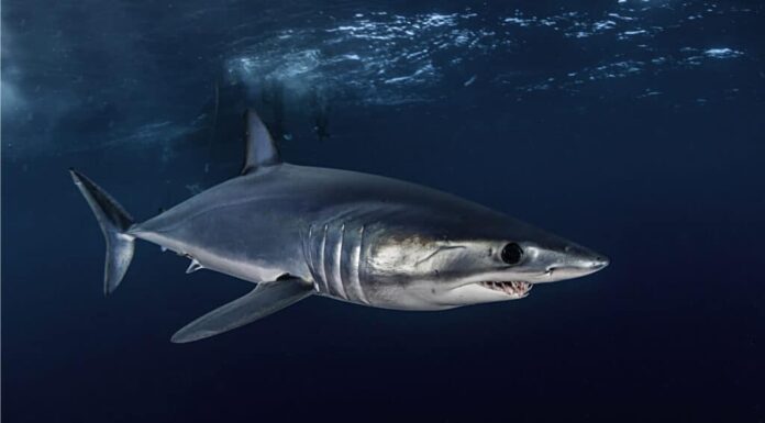 Short fin mako shark swimming just under the surface, about 50 kilometers off the Western Cape coast in South Africa.