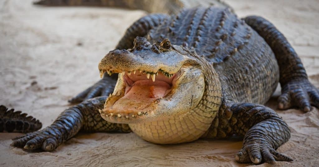 I più grandi alligatori