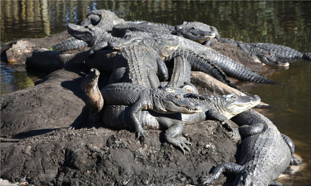 Gruppo di alligatori