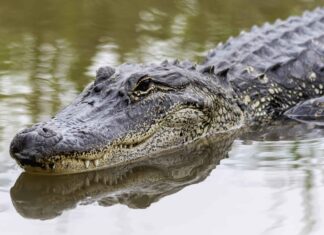 Quanti alligatori vivono nel lago Sawgrass in Florida?
