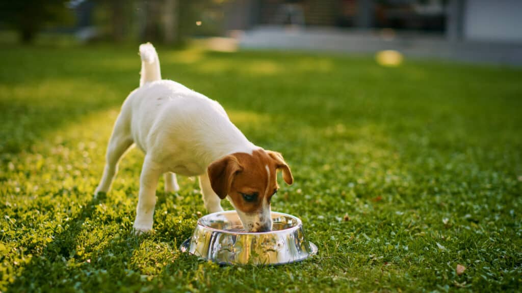 I cani possono mangiare i Cheerios? Cane che beve fuori