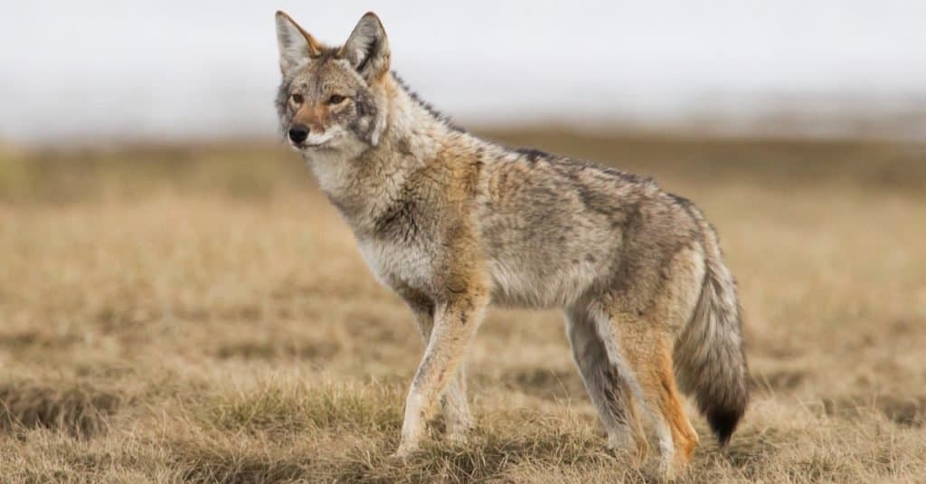 Coyote di proprietà di animali domestici esotici
