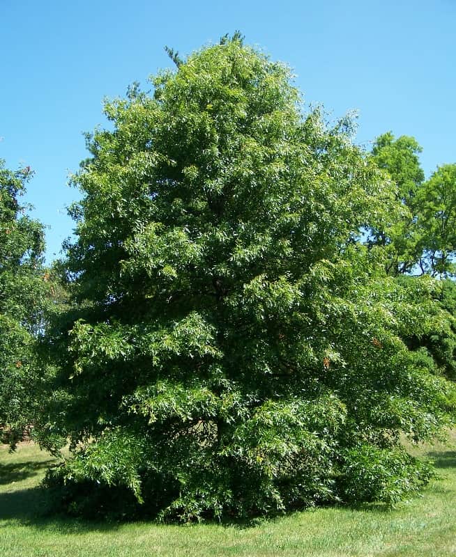 Quercus palustris, la quercia pinna o quercia spagnola palustre