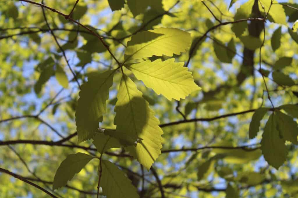 primo piano foglie di quercia di castagno