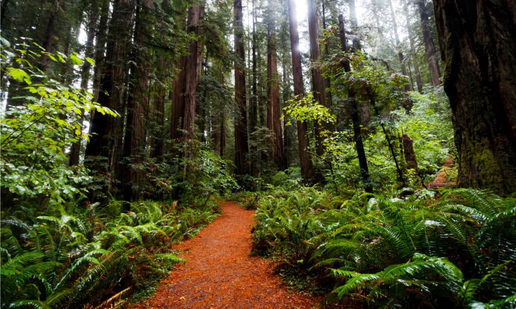 Parco nazionale di sequoie