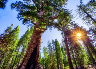 Scopri i 3 diversi tipi di alberi di sequoia
