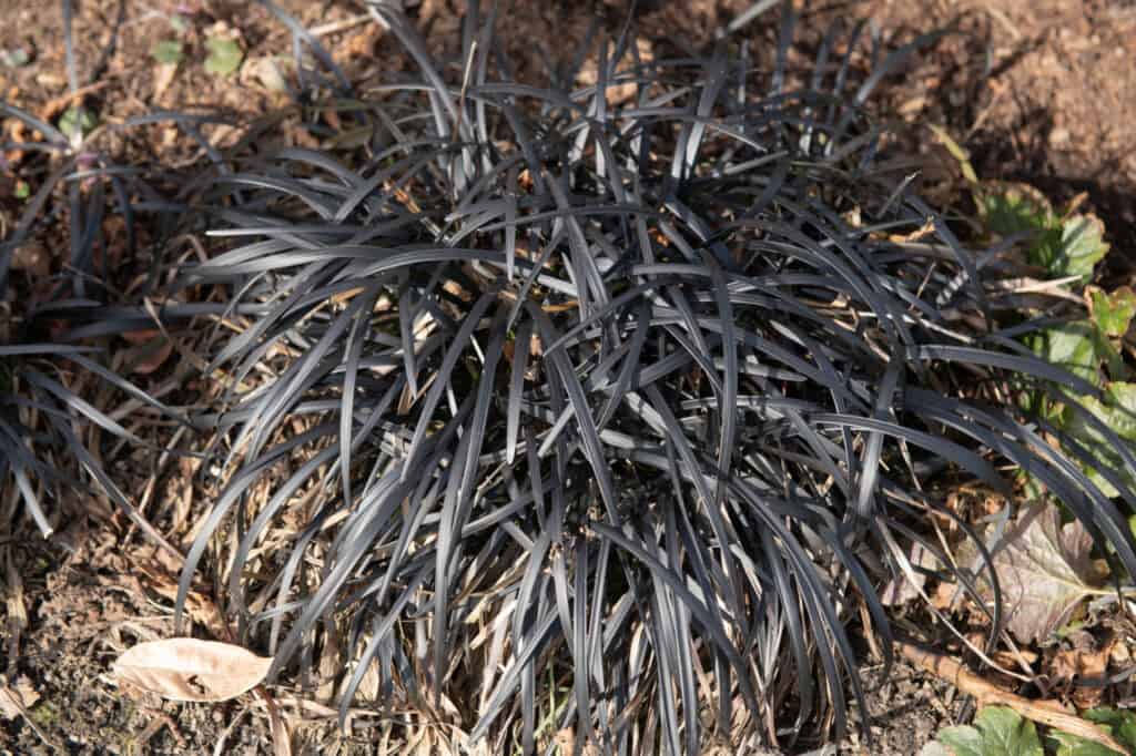 erba nera del mondo che cresce in giardino