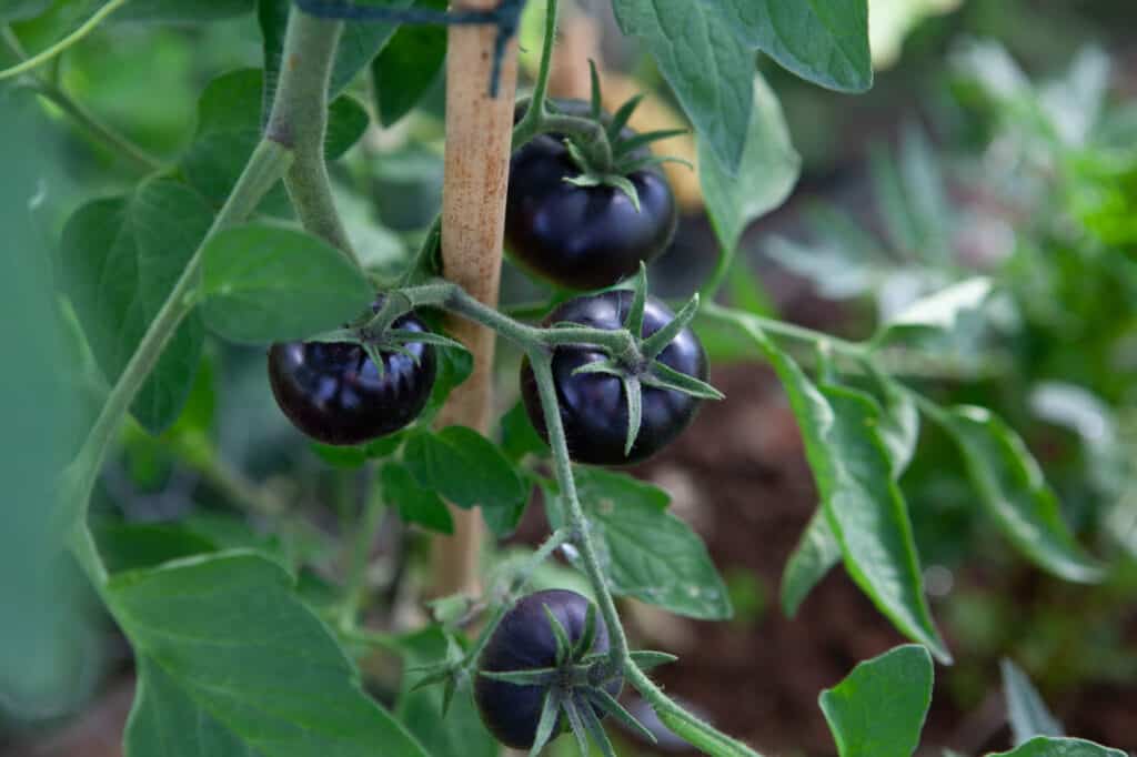 pomodori neri di bellezza in giardino