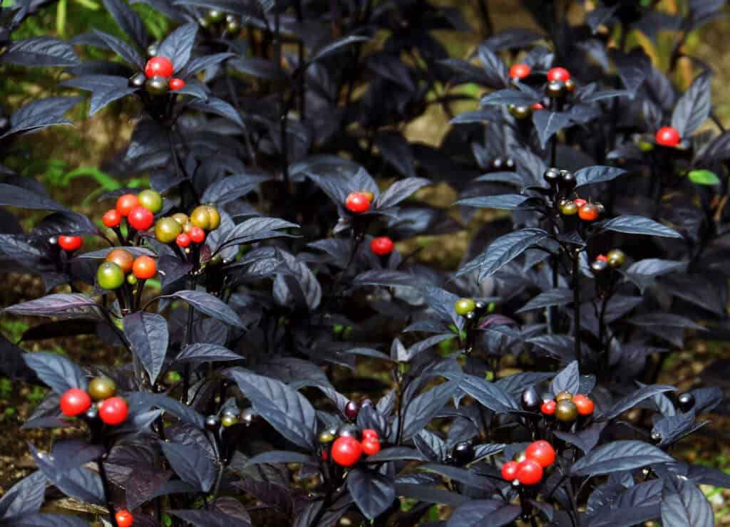 I 6 fiori autunnali più colorati del Texas