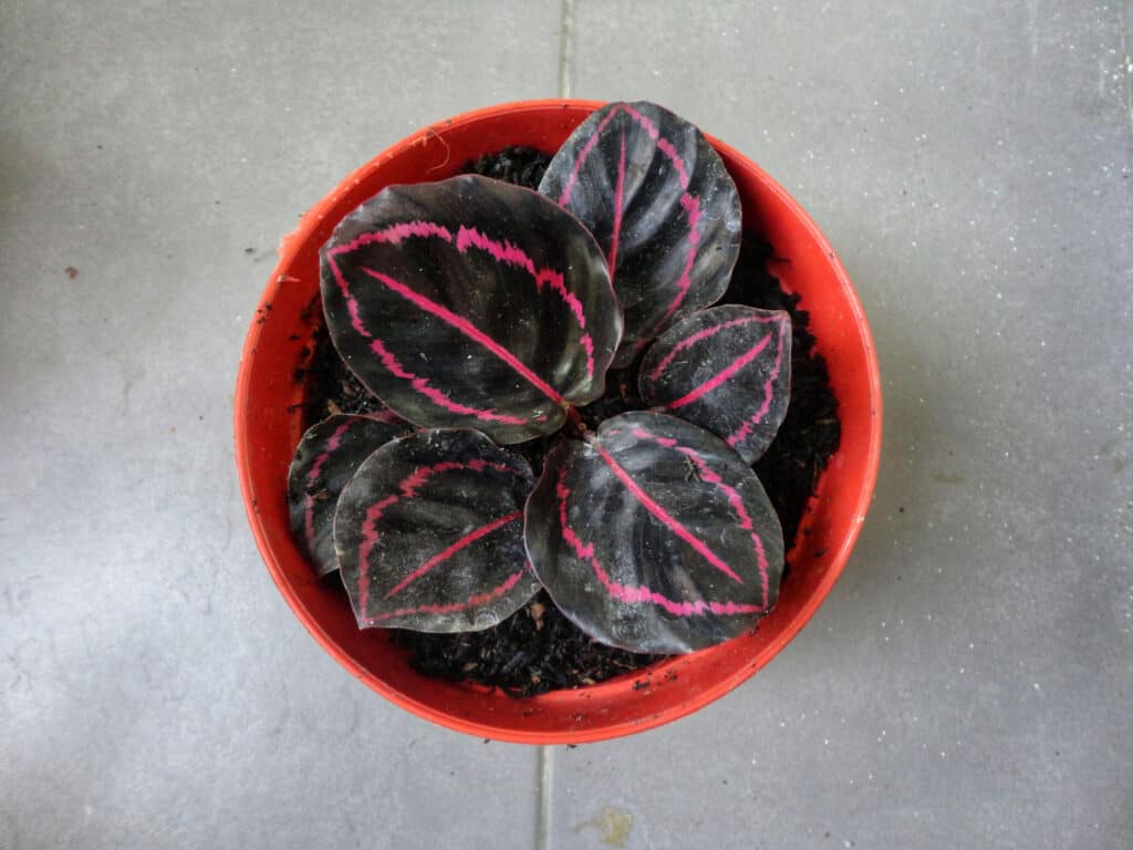 pianta di calathea nera in vaso