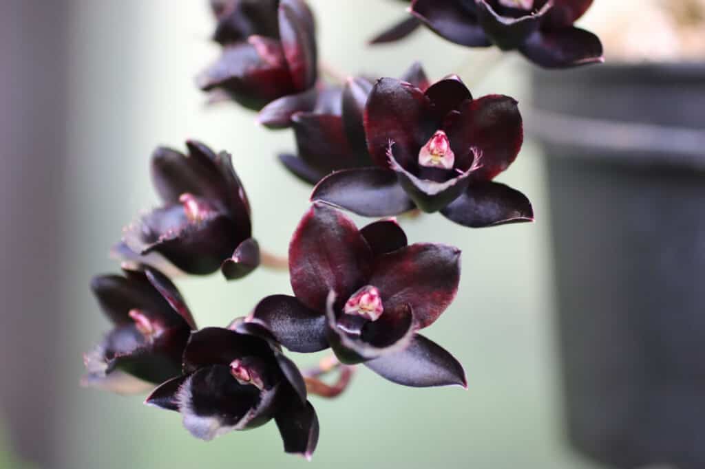 Fiori di orchidea nera