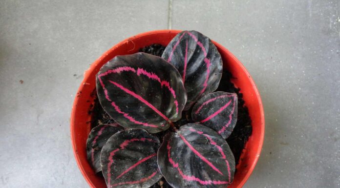 Black Houseplants