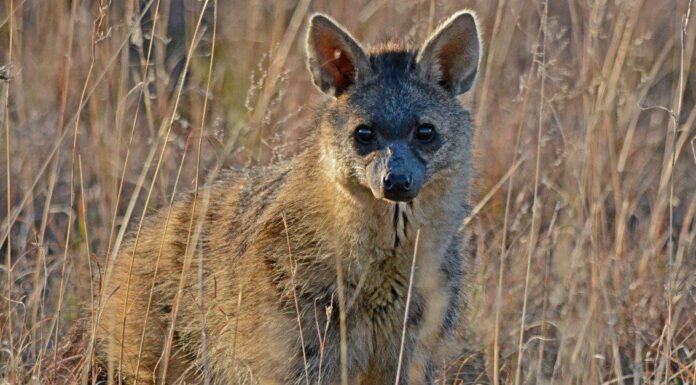 Aardwolf
