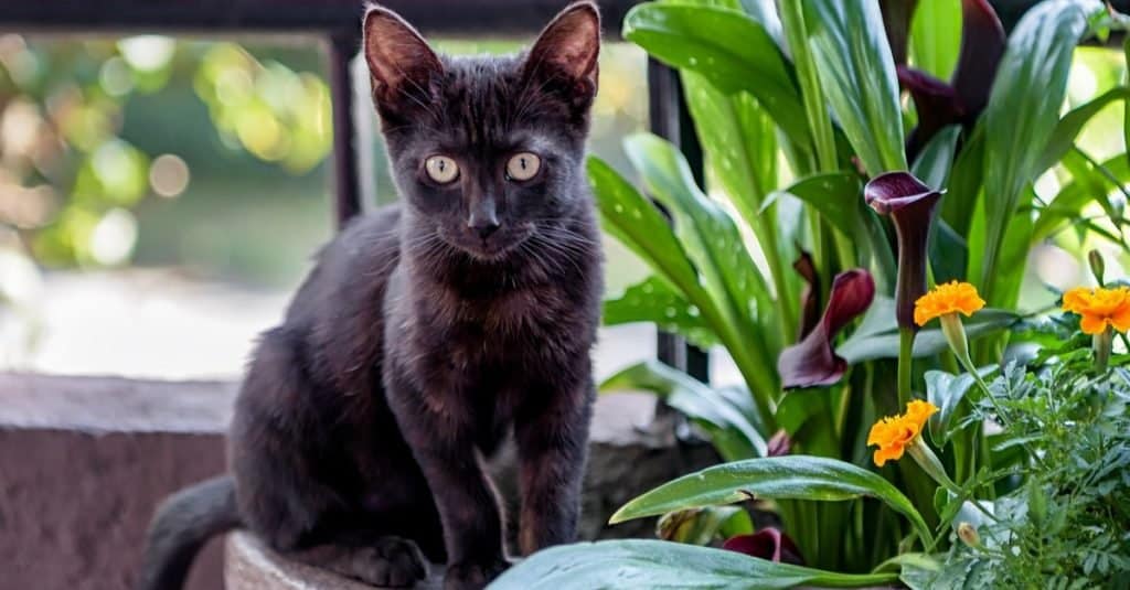 Carino nero Bombay gattino seduto in un vaso di fiori.