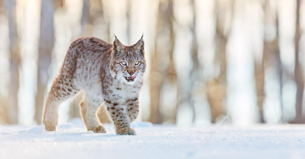 Una lince rossa solitaria che cammina sulla neve, anche se nella foto non sta nevicando.  Il gatto ha il pelo chiaro con macchie scure.  Fuori fuoco tronchi d'albero grigi costituiscono lo sfondo