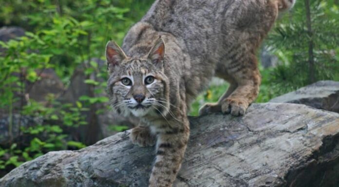 bobcat ready to pounce from wood