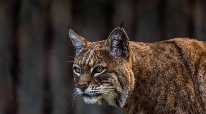 Bobcats nello Utah: tipi e dove vivono
