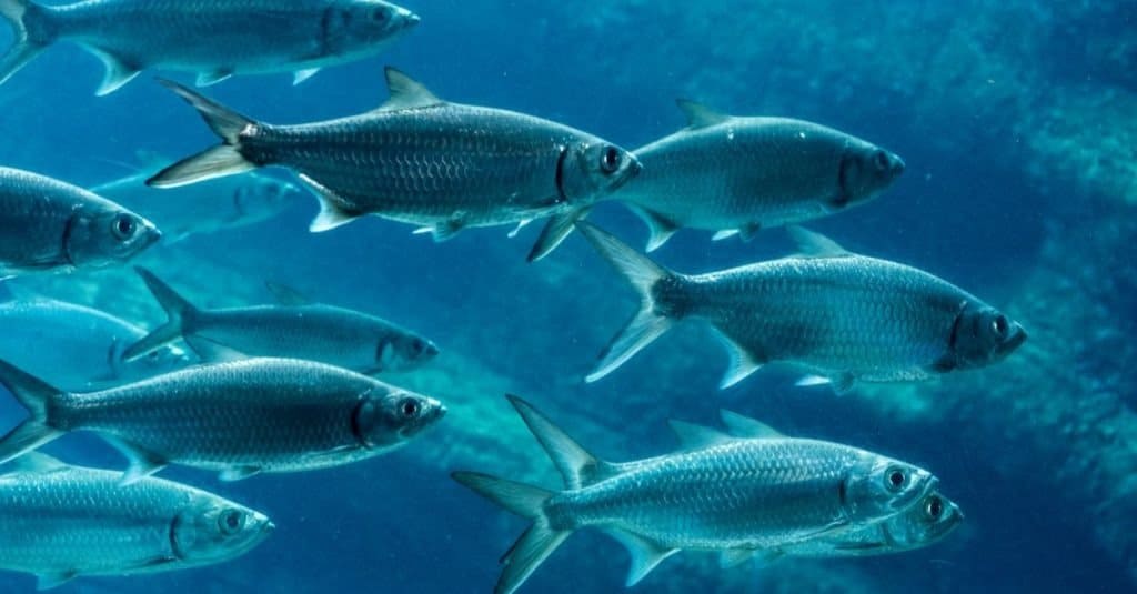 Scuola di sardine che nuotano da sinistra a destra