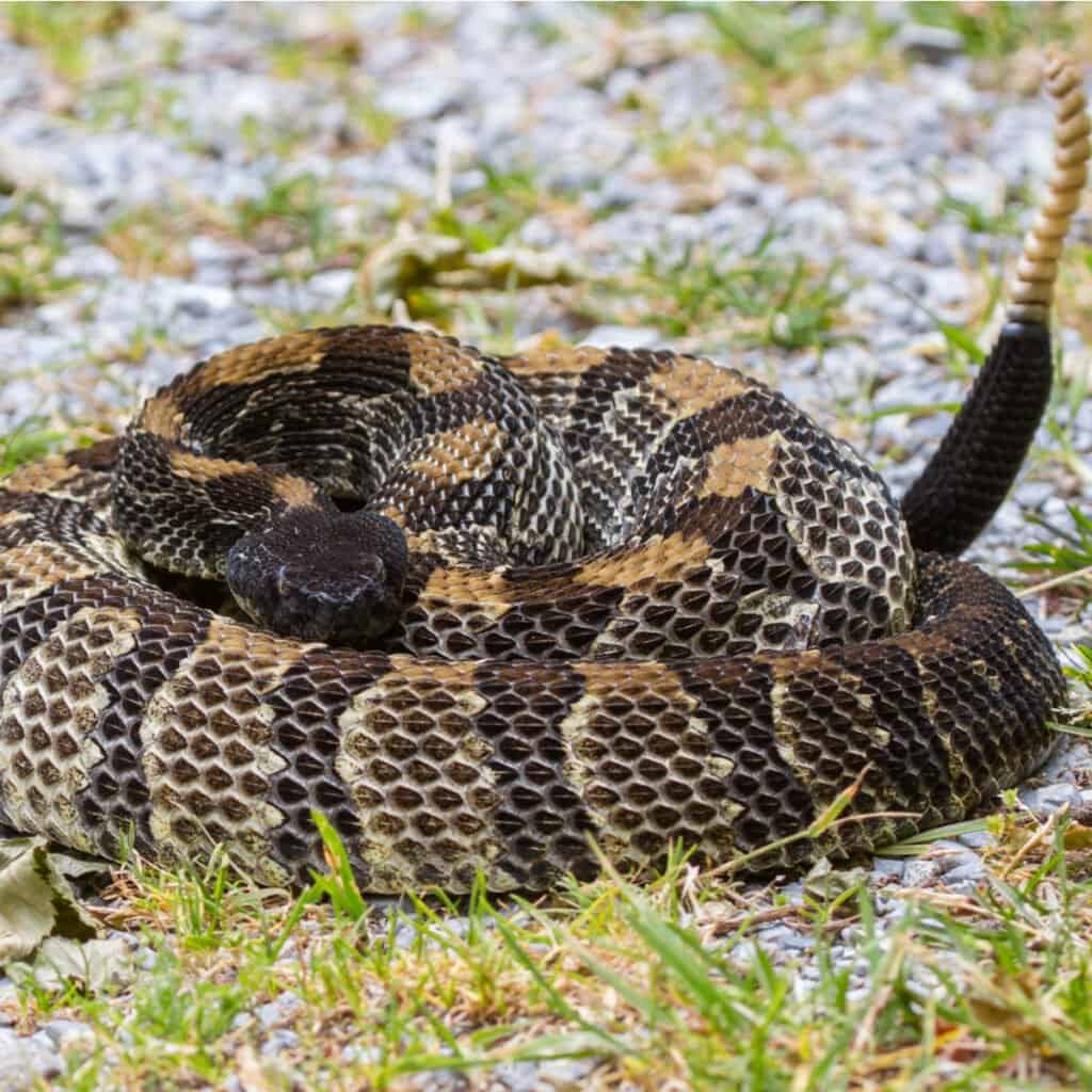 Serpenti a sonagli in Virginia: il serpente a sonagli di legno è l'unico serpente a sonagli nello stato