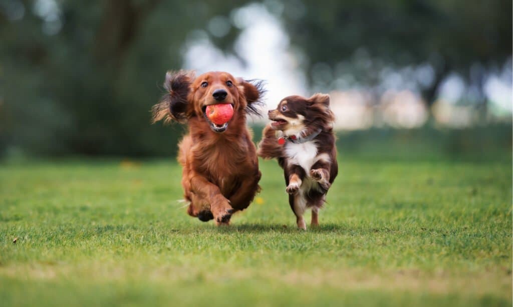 Serie Dog Park - Due cani di piccola taglia