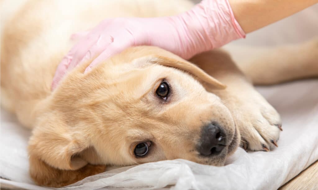 i cani che gocciolano sangue dopo aver fatto la cacca possono sentirsi molto male