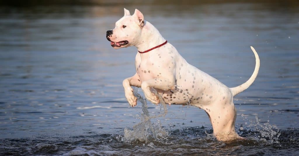 Razze di cani più costose: Dogo Argentino